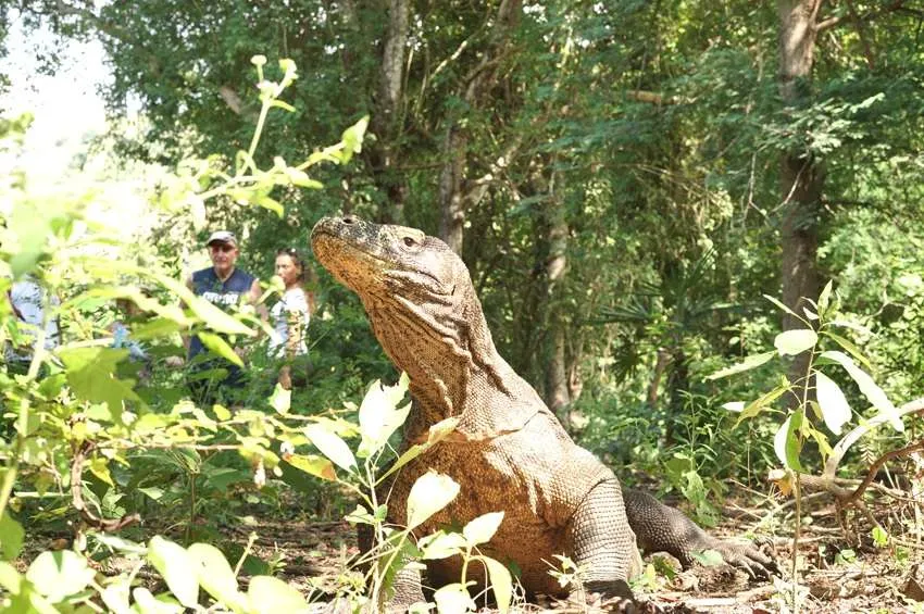 open trip komodo boat