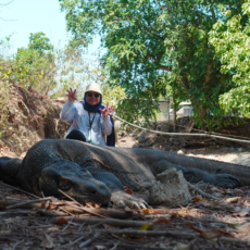 Explore Komodo Island 4 Days 3 Nights