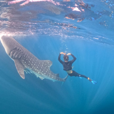 Whale Shark Saleh Bay Trip Sumbawa