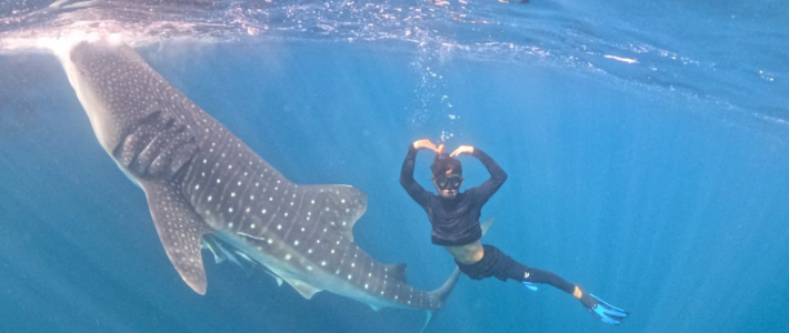 Whale Shark Saleh Bay Trip Sumbawa Whale Shark Saleh Bay Trip Sumbawa