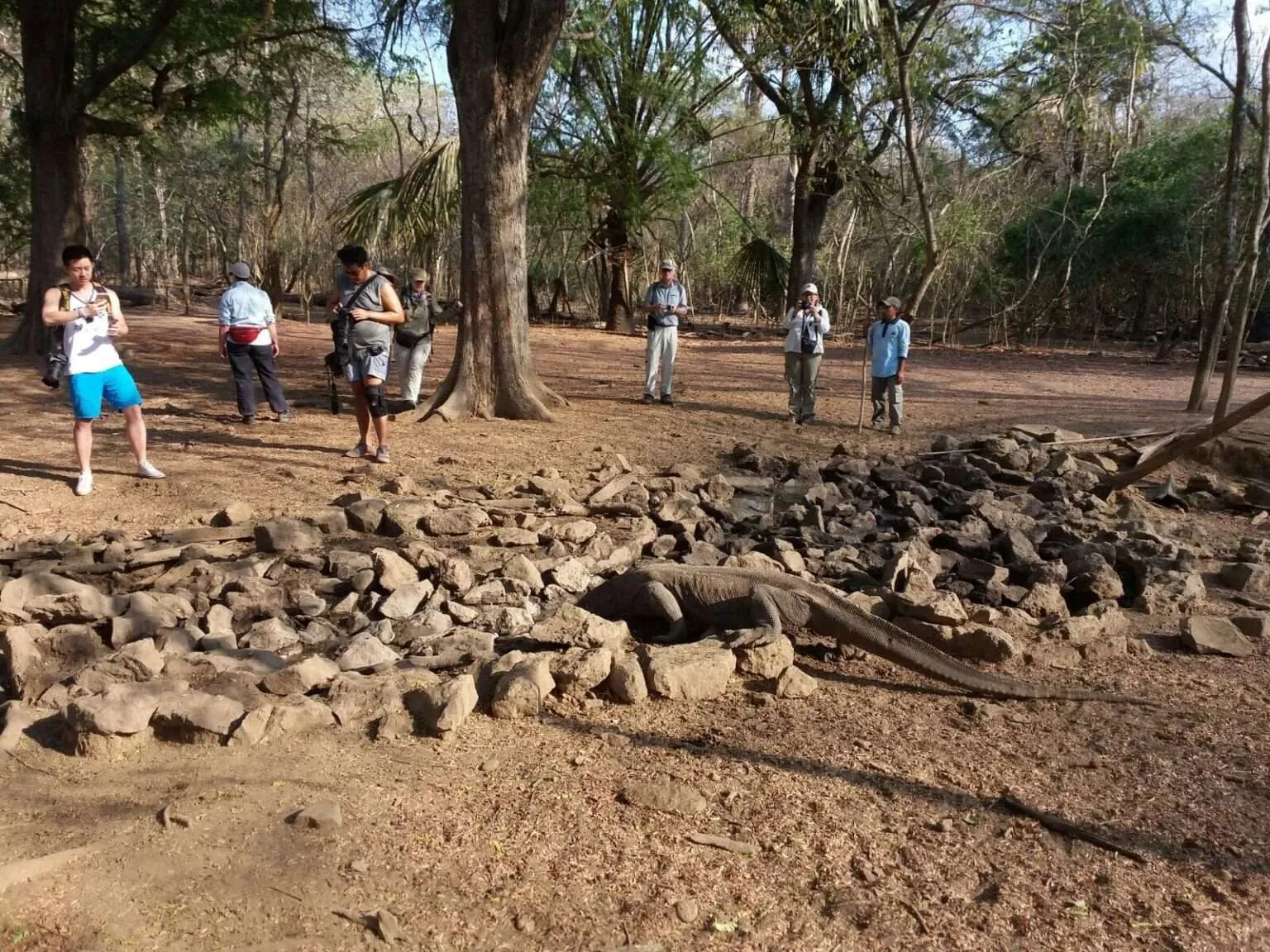 komodo dragon National park